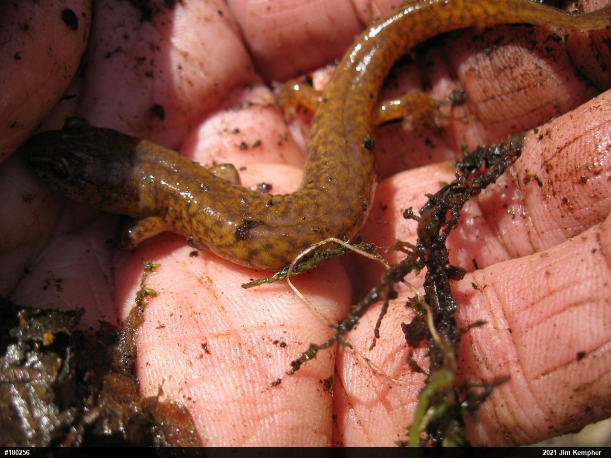 Northern Spring Salamander
