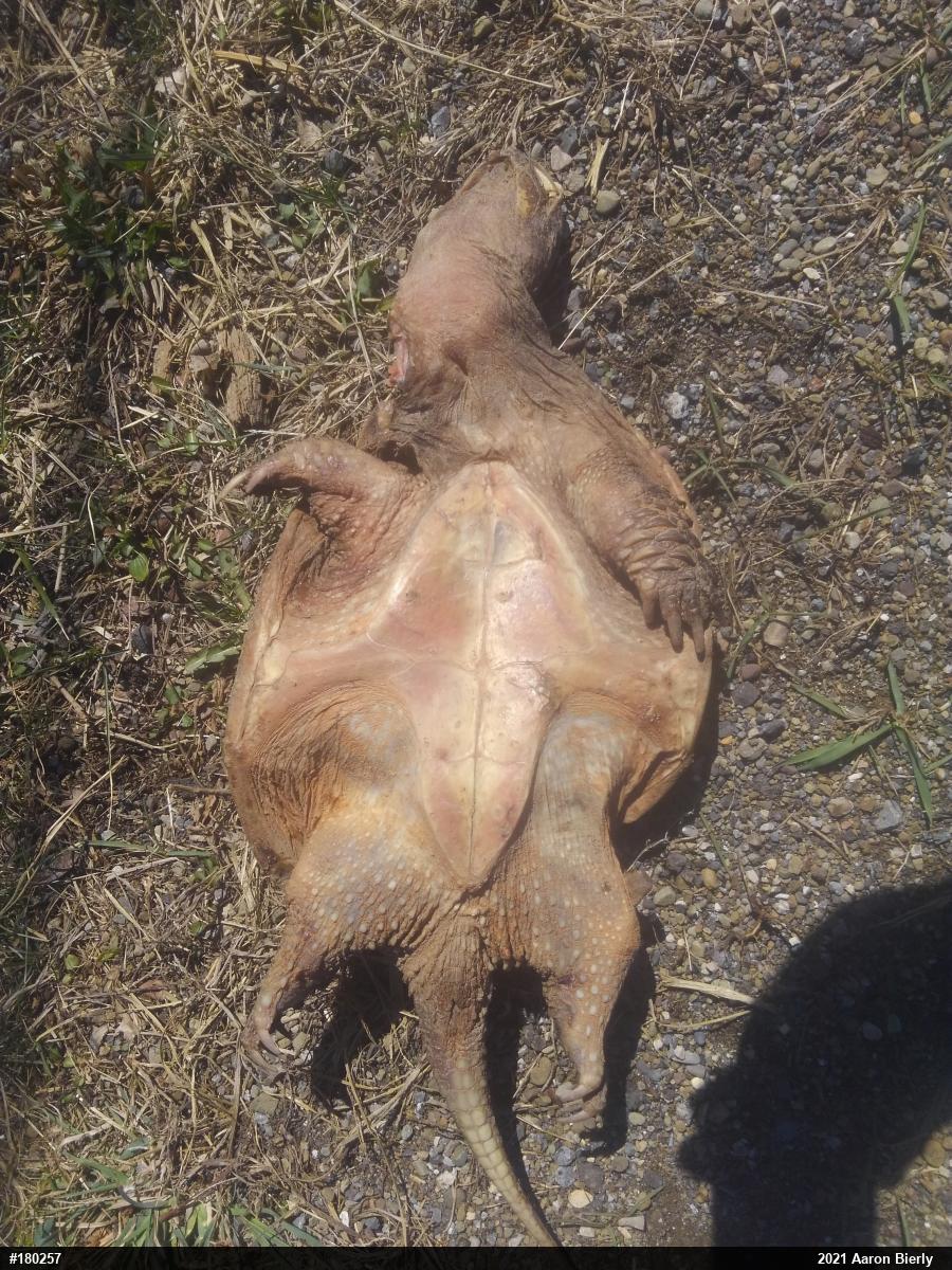 Snapping Turtle
