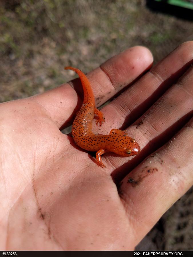 Northern Red Salamander