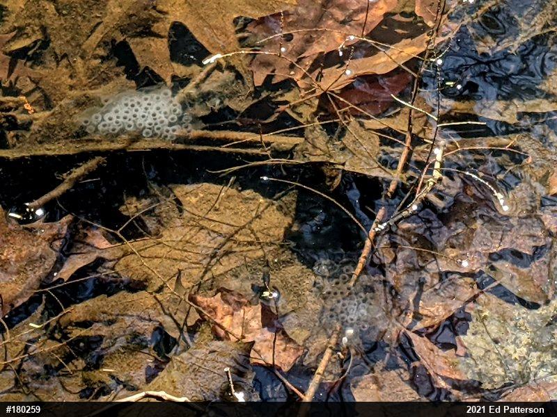 Spotted Salamander