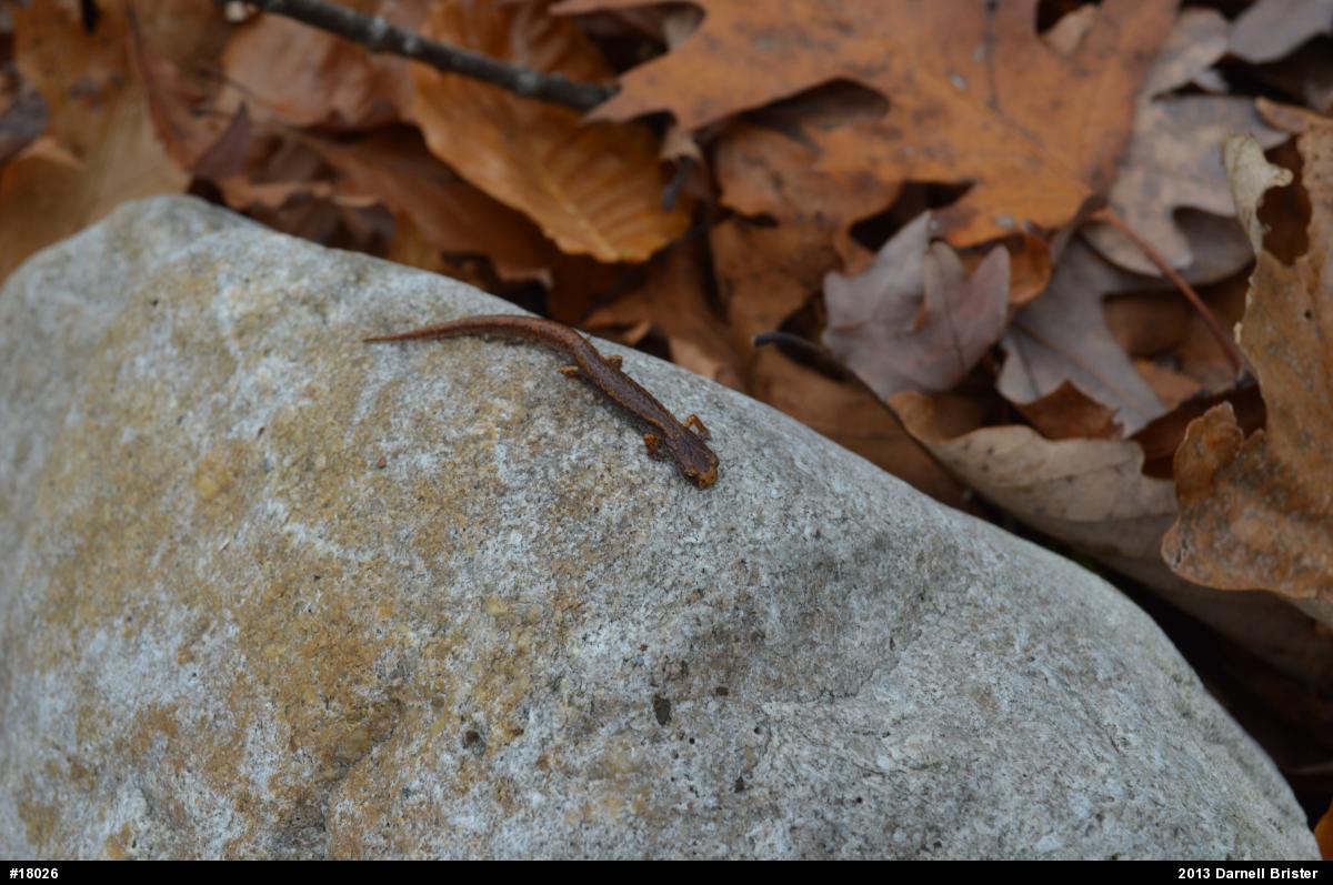 Four-toed Salamander