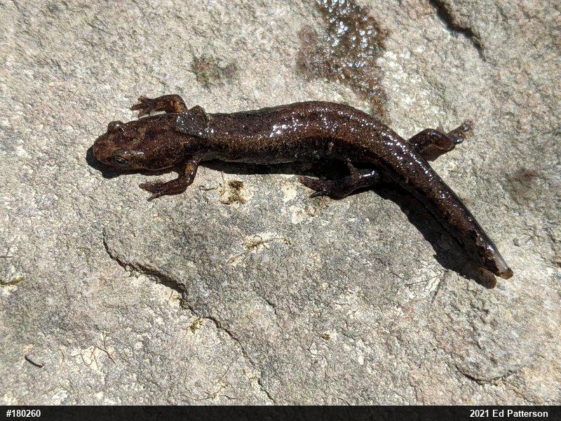 Allegheny Mountain Dusky Salamander
