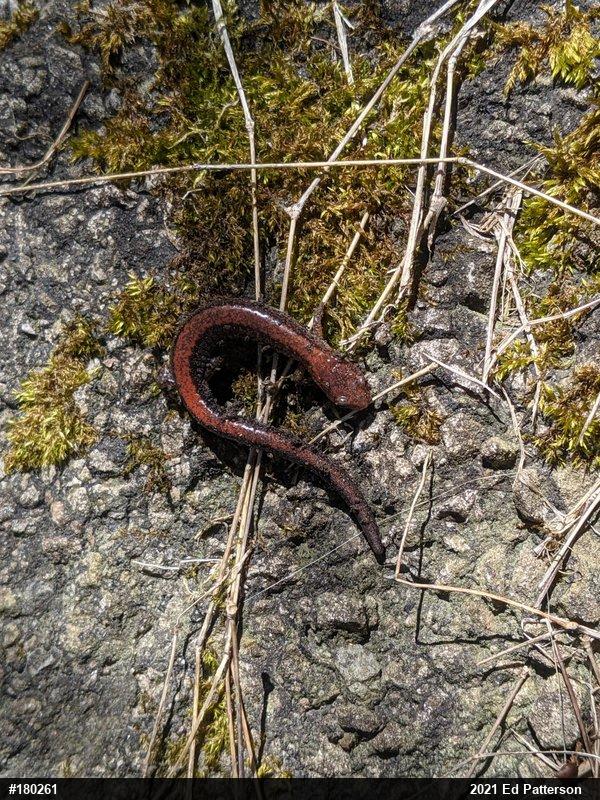 Eastern Red-backed  Salamander