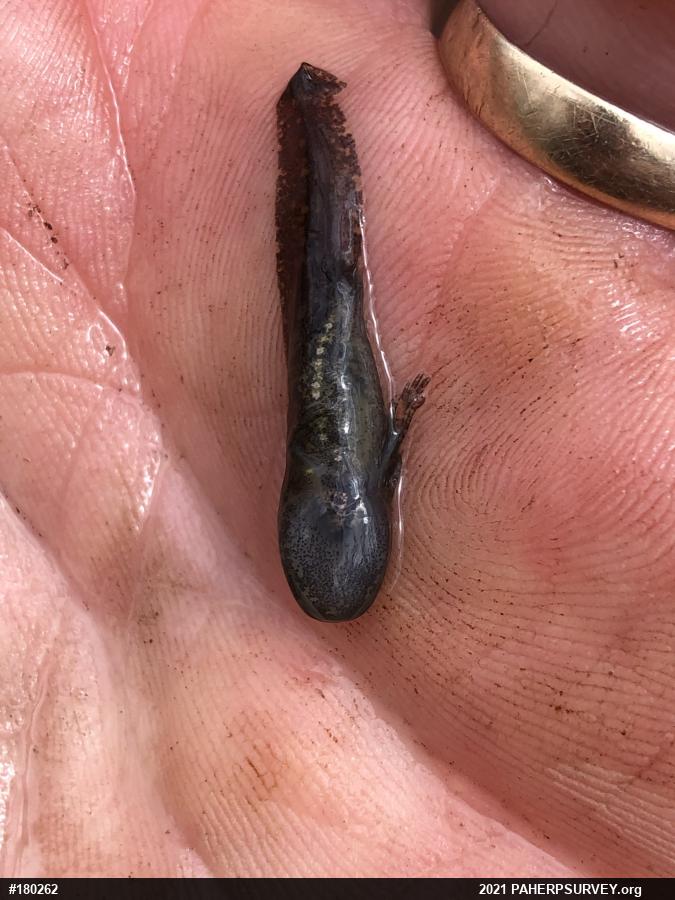 Marbled Salamander
