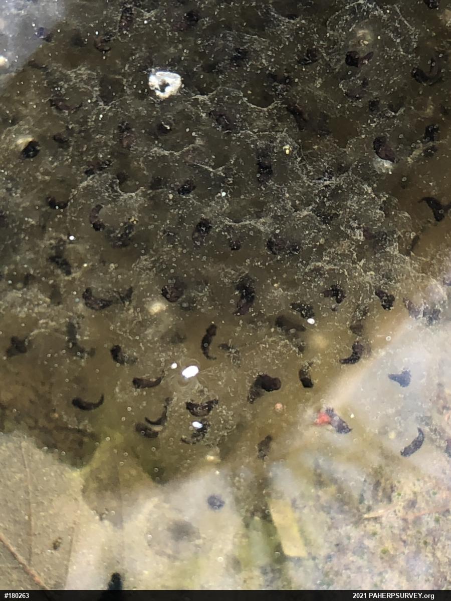 Wood Frog