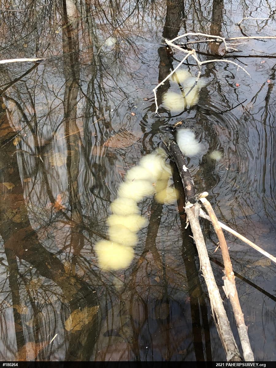 Spotted Salamander