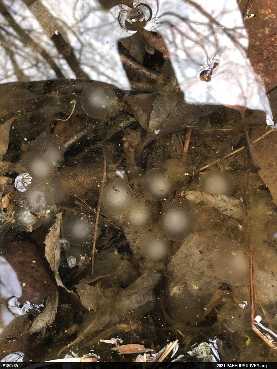 Mole Salamanders