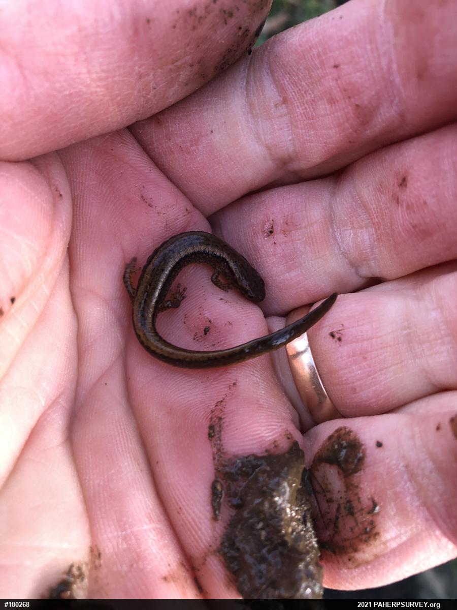 Northern Two-lined Salamander