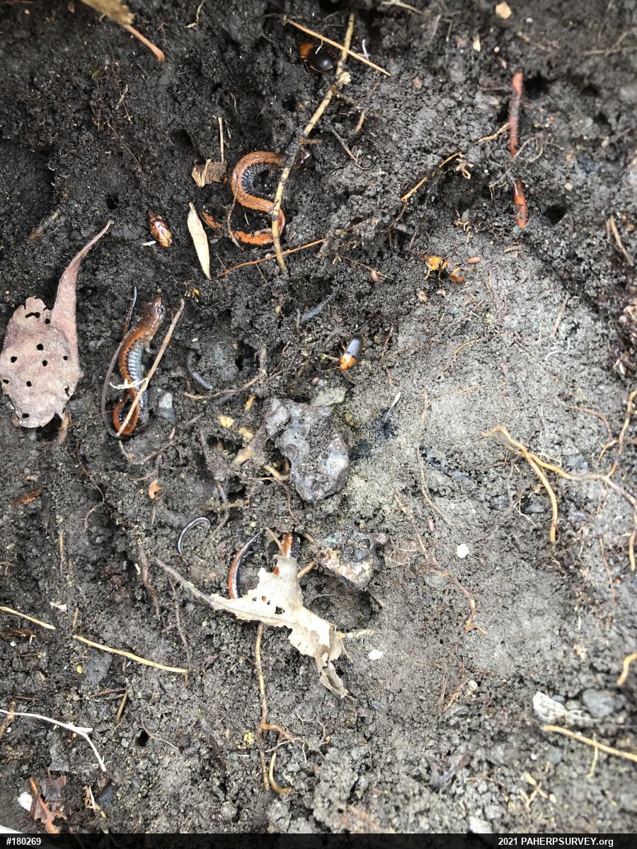 Eastern Red-backed  Salamander