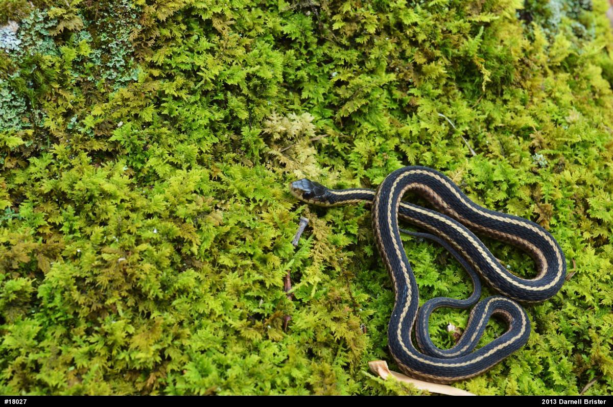 Eastern Gartersnake