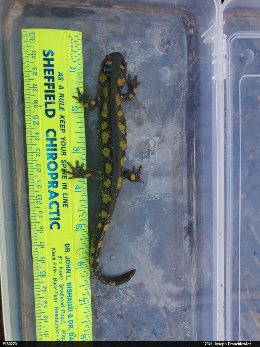 Spotted Salamander