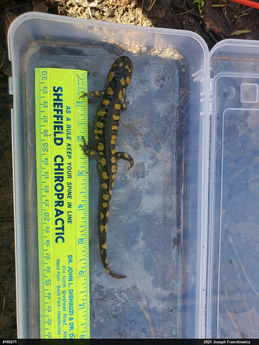 Spotted Salamander