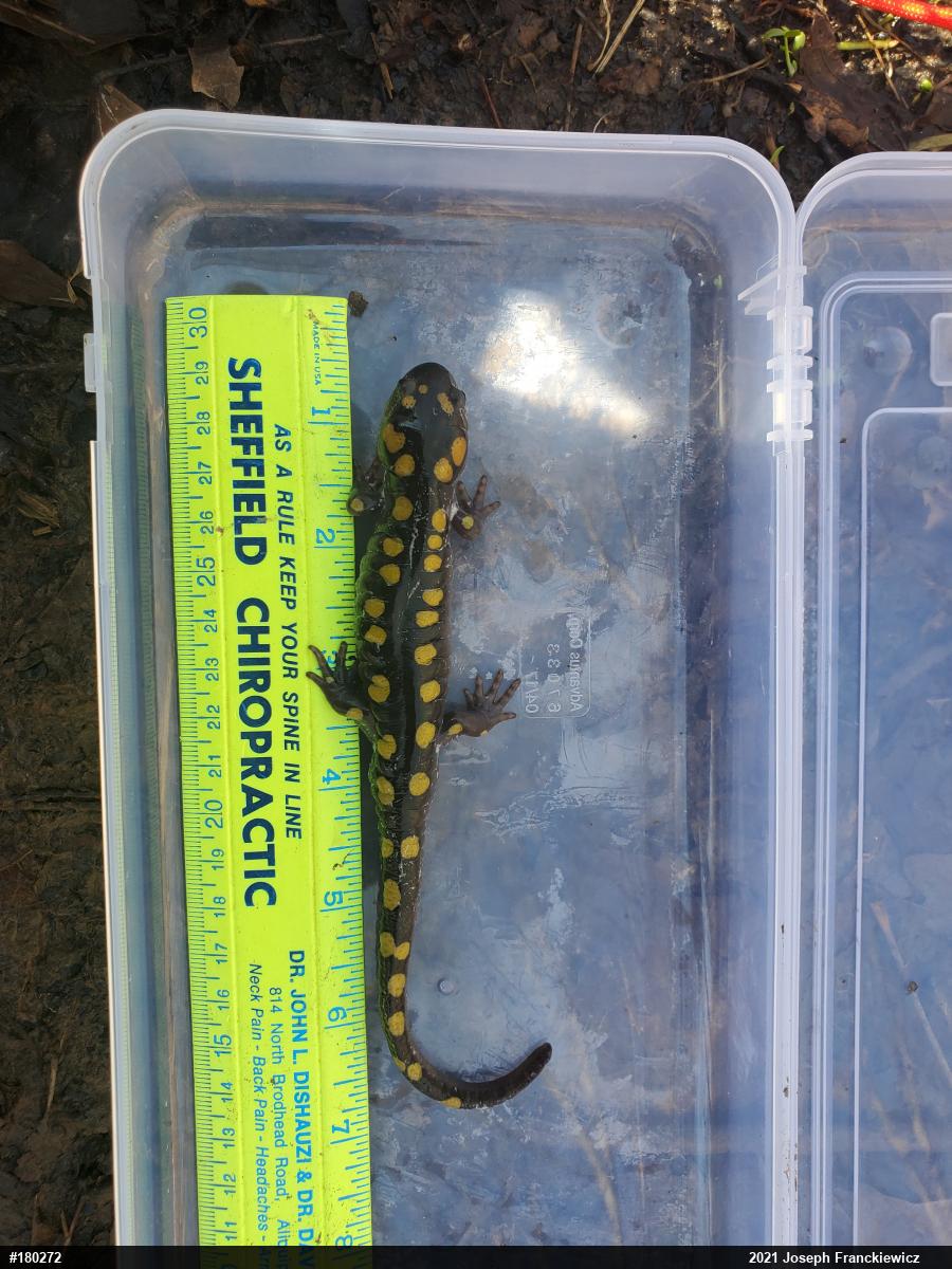 Spotted Salamander