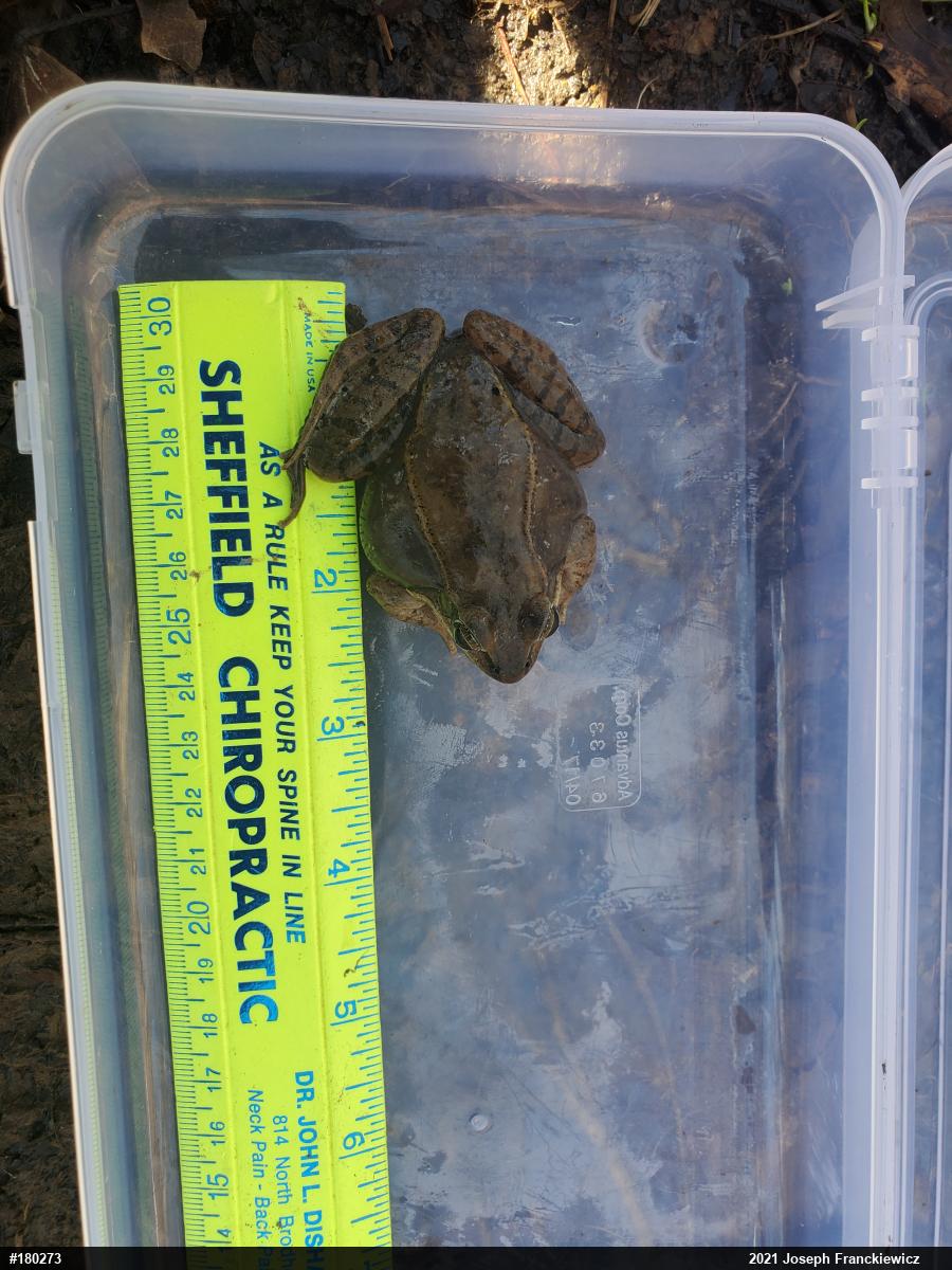 Wood Frog