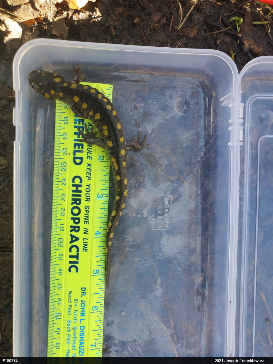 Spotted Salamander