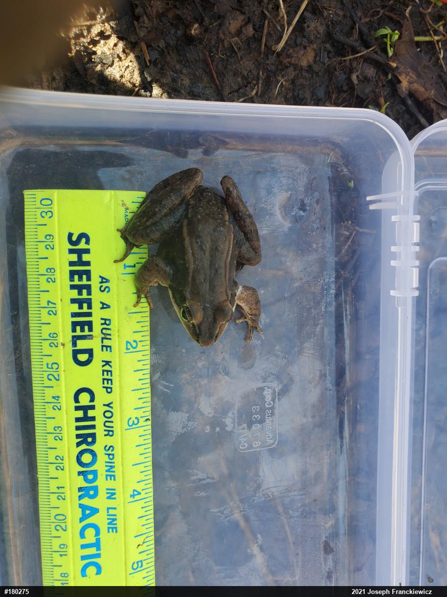 Wood Frog