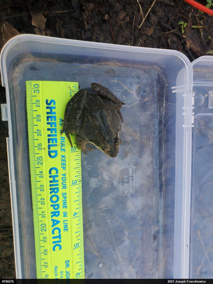 Wood Frog