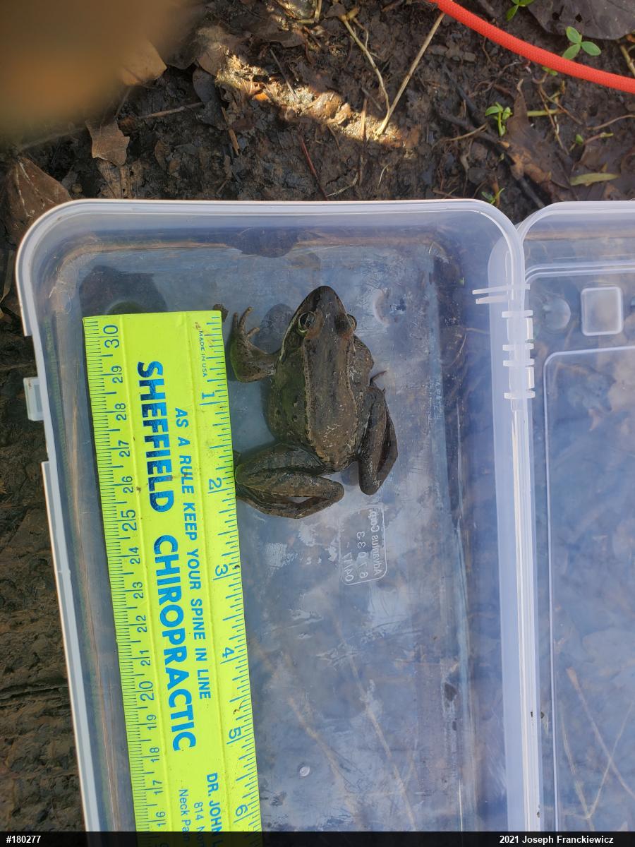 Wood Frog