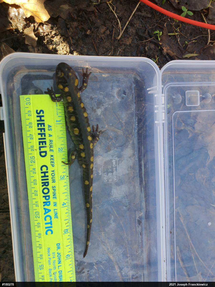 Spotted Salamander