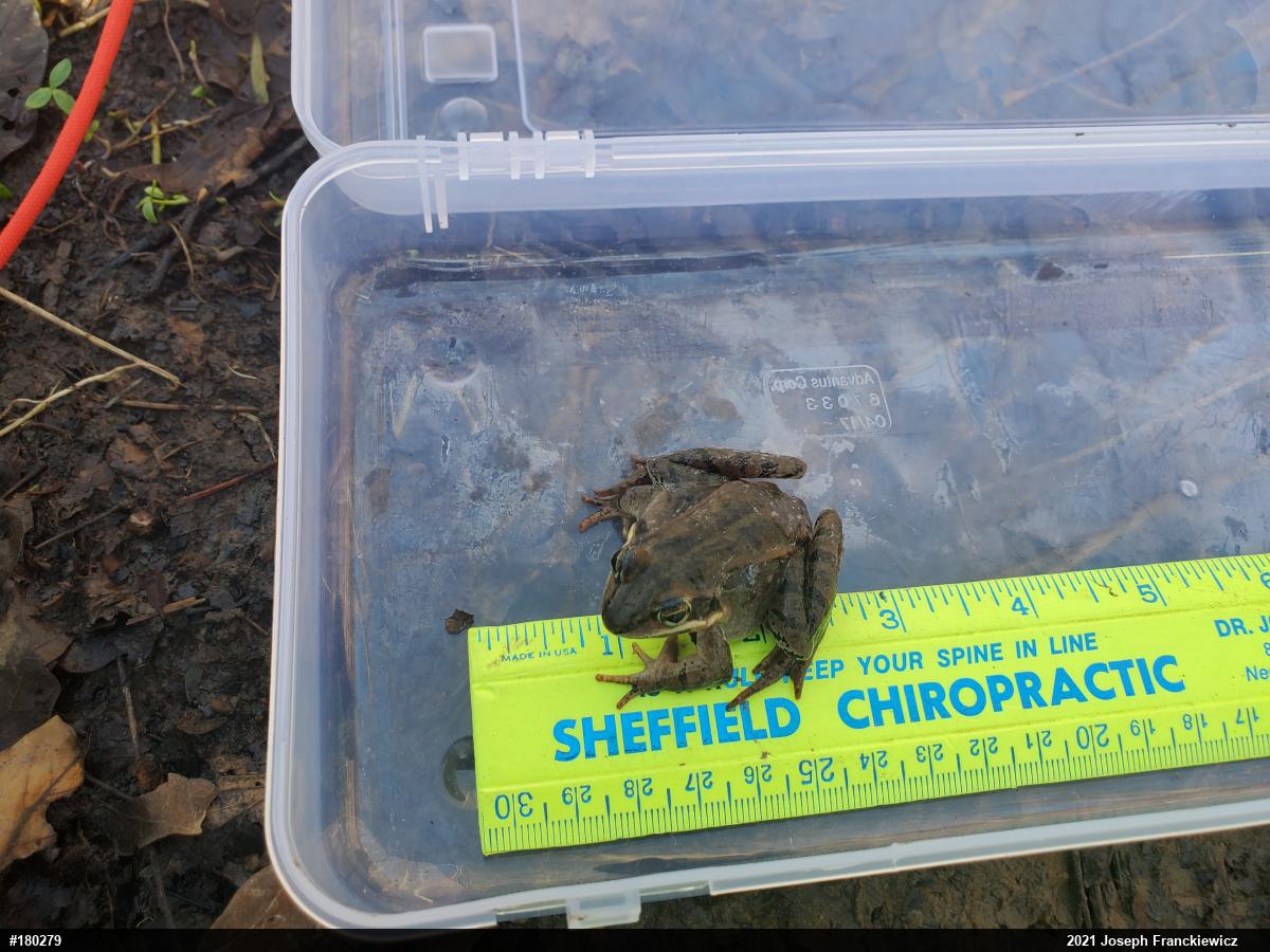 Wood Frog