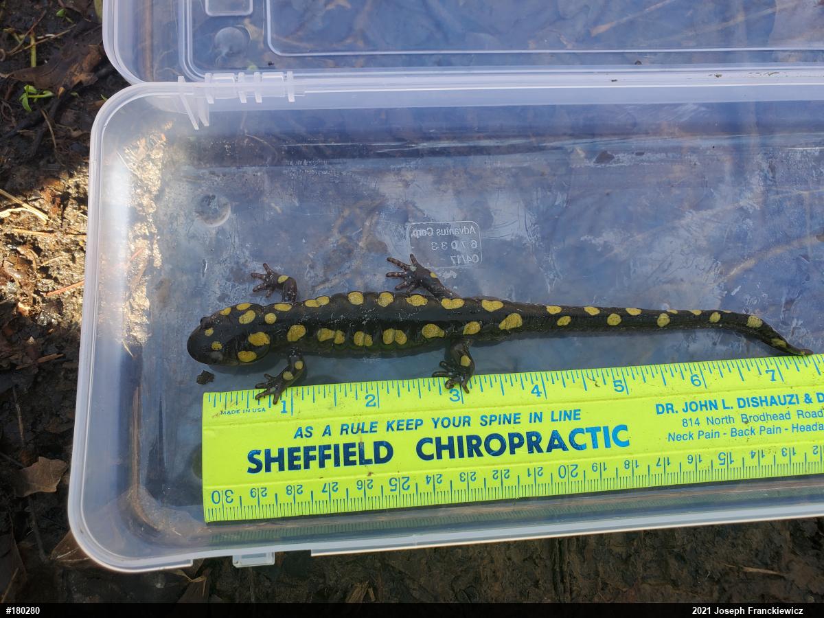 Spotted Salamander
