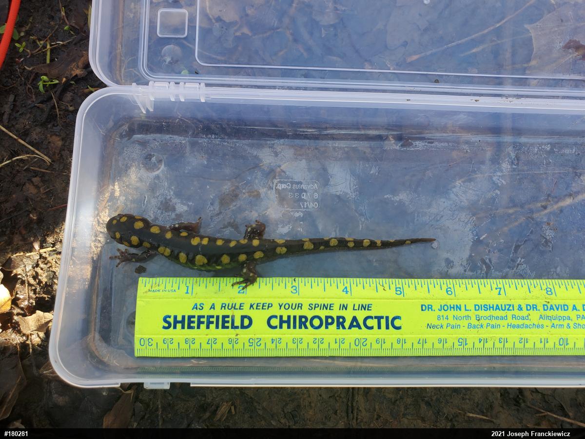 Spotted Salamander