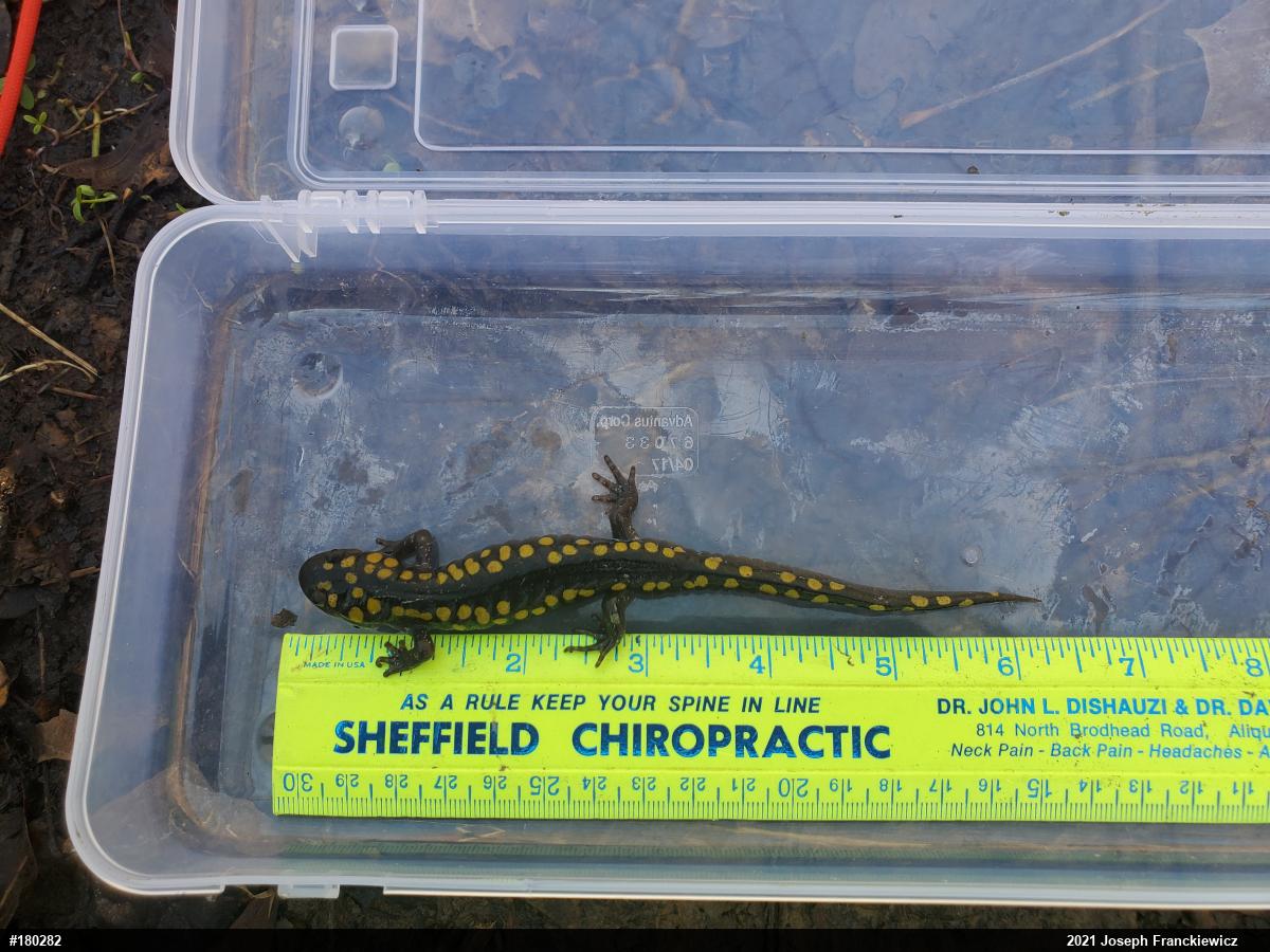 Spotted Salamander