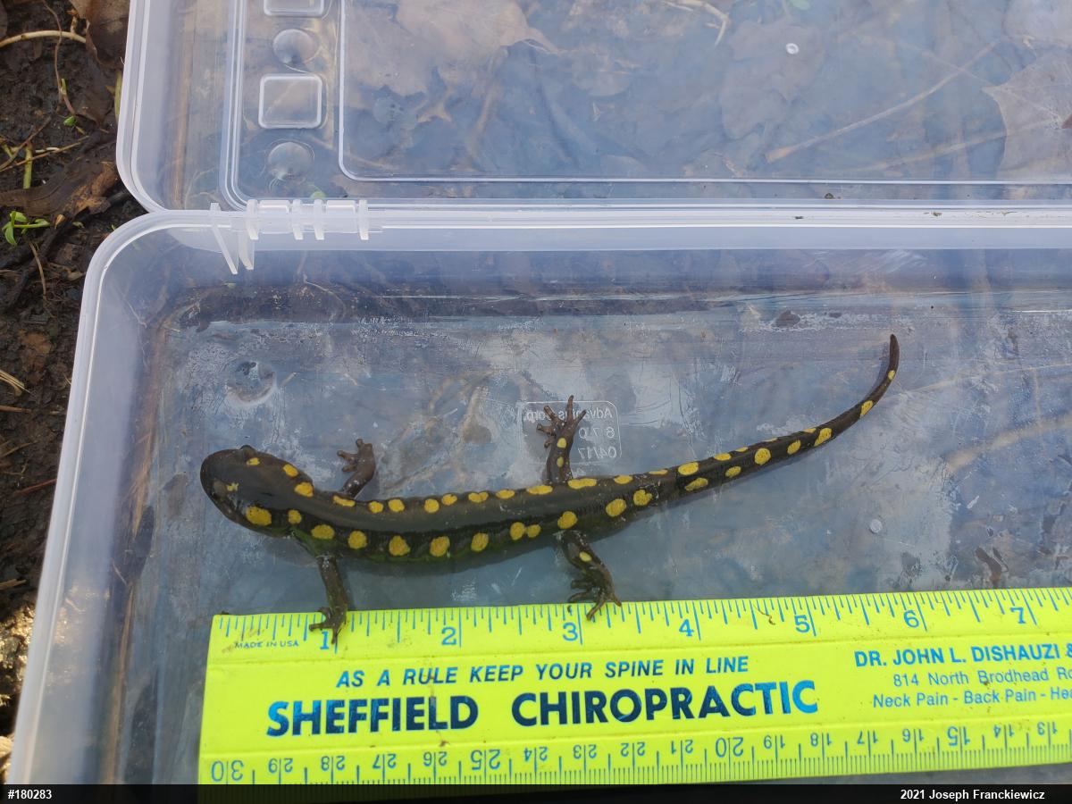 Spotted Salamander