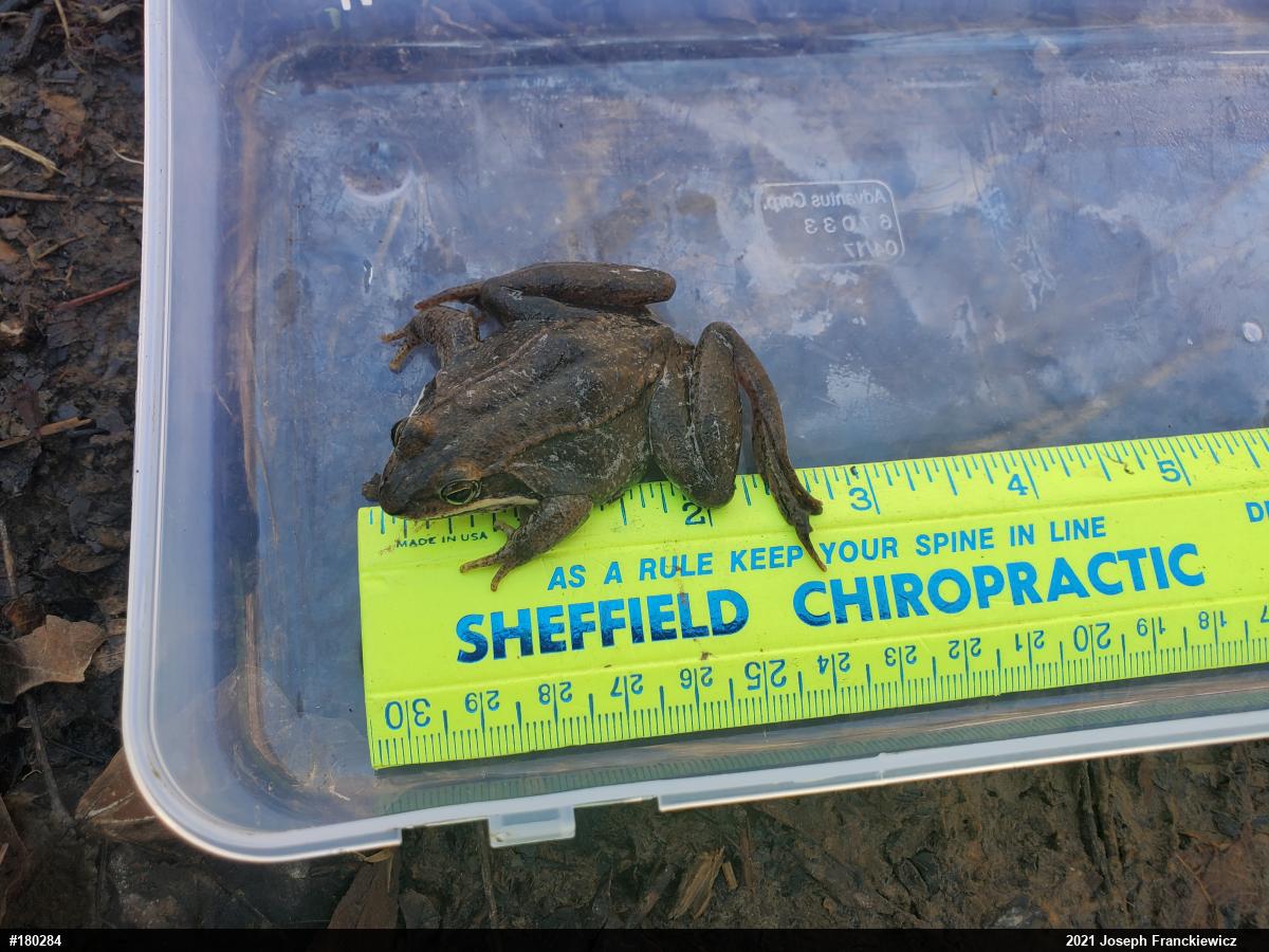 Wood Frog