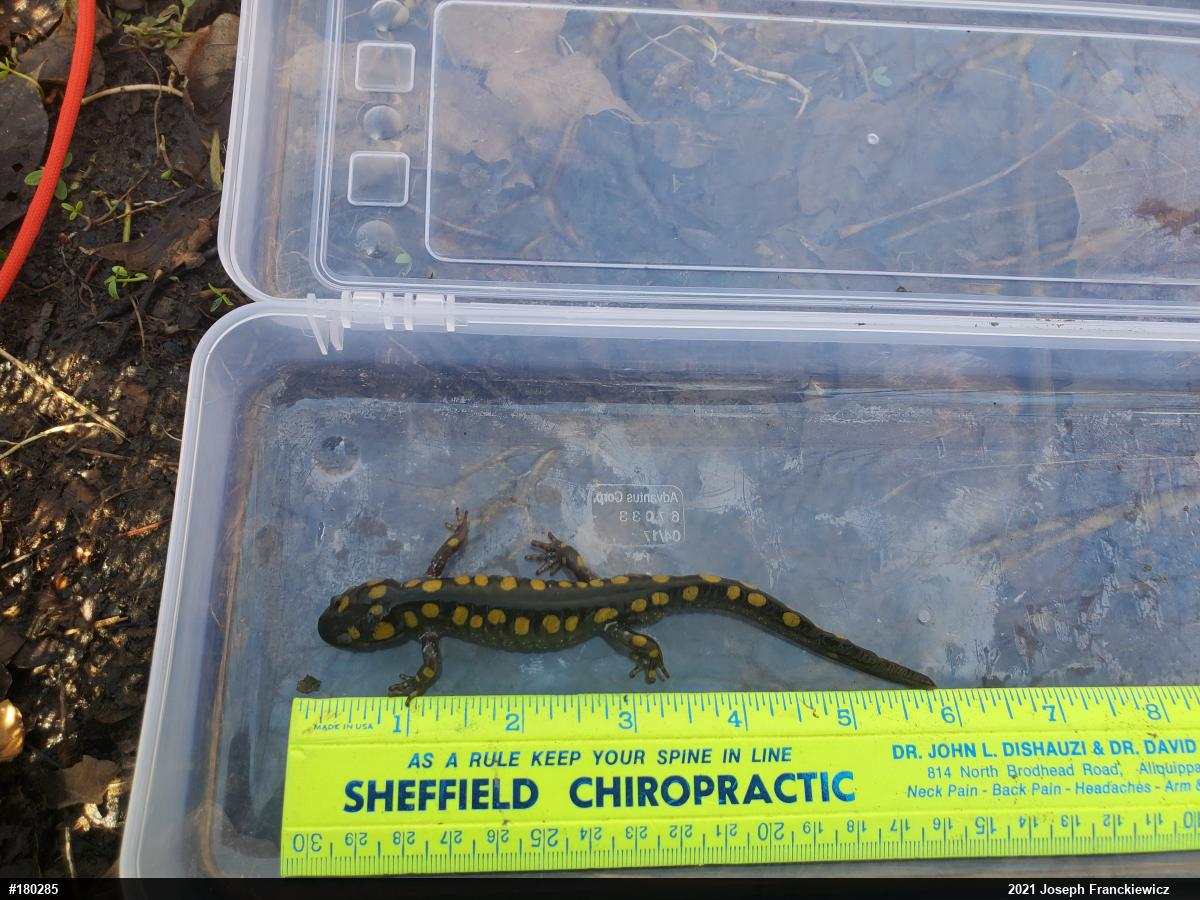 Spotted Salamander