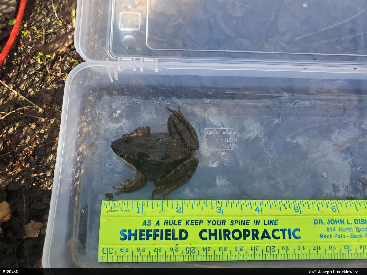 Wood Frog