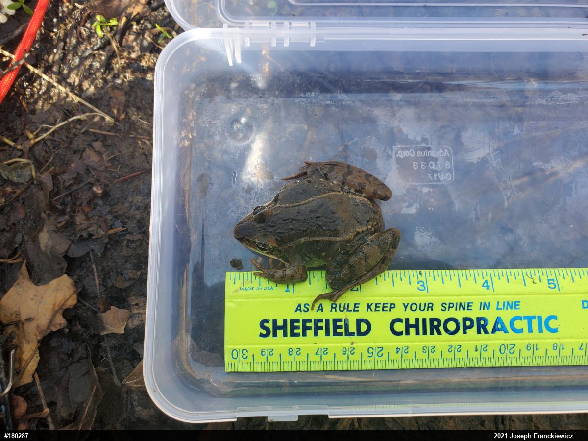 Wood Frog