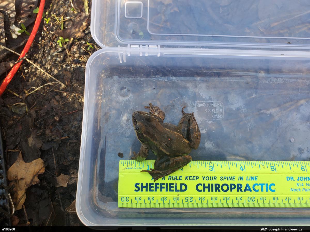 Wood Frog