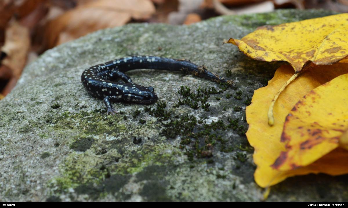 Northern Slimy Salamander