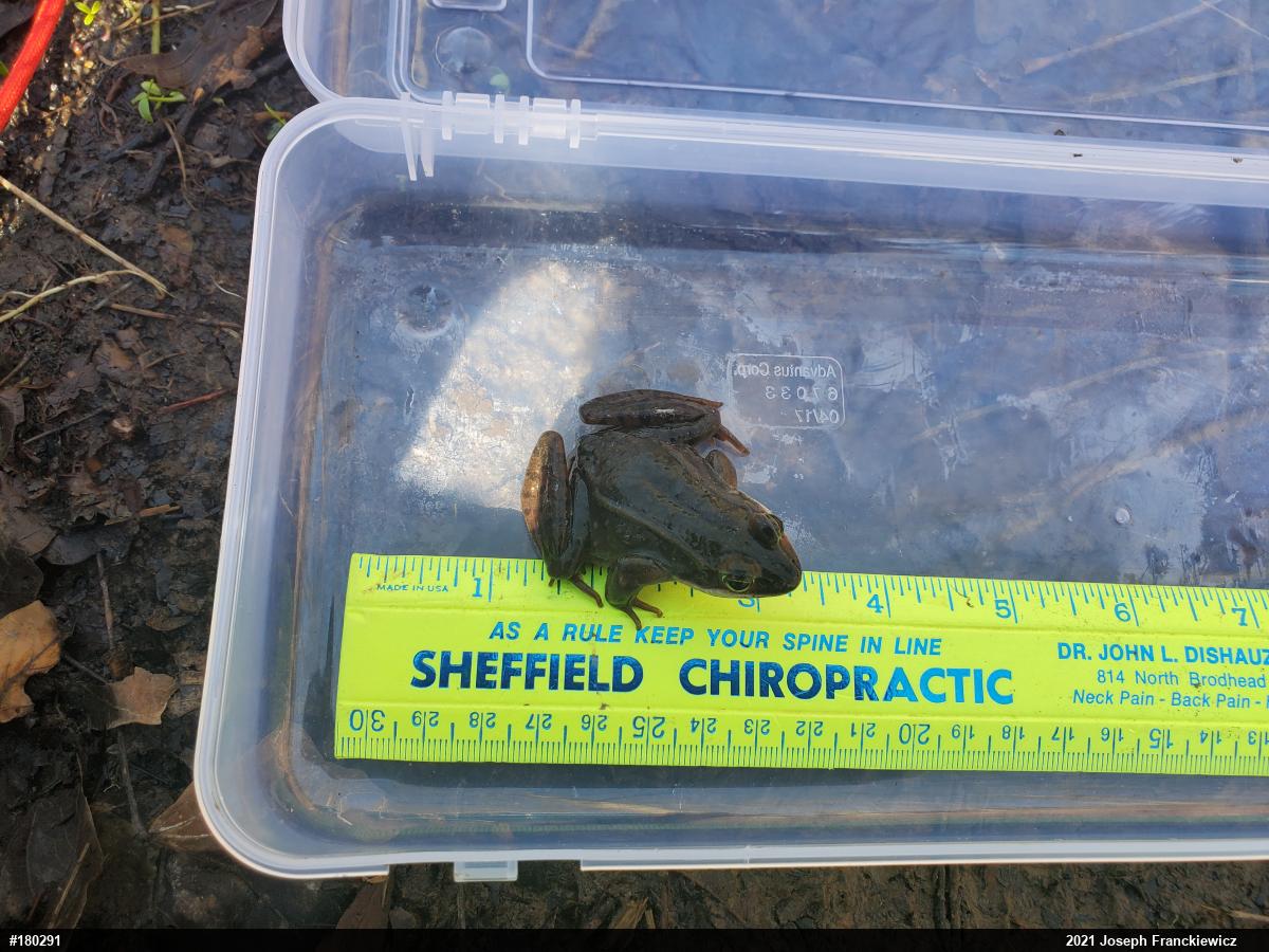 Wood Frog