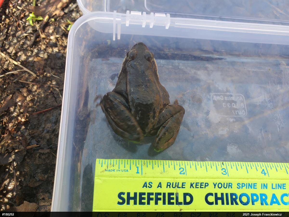 Wood Frog