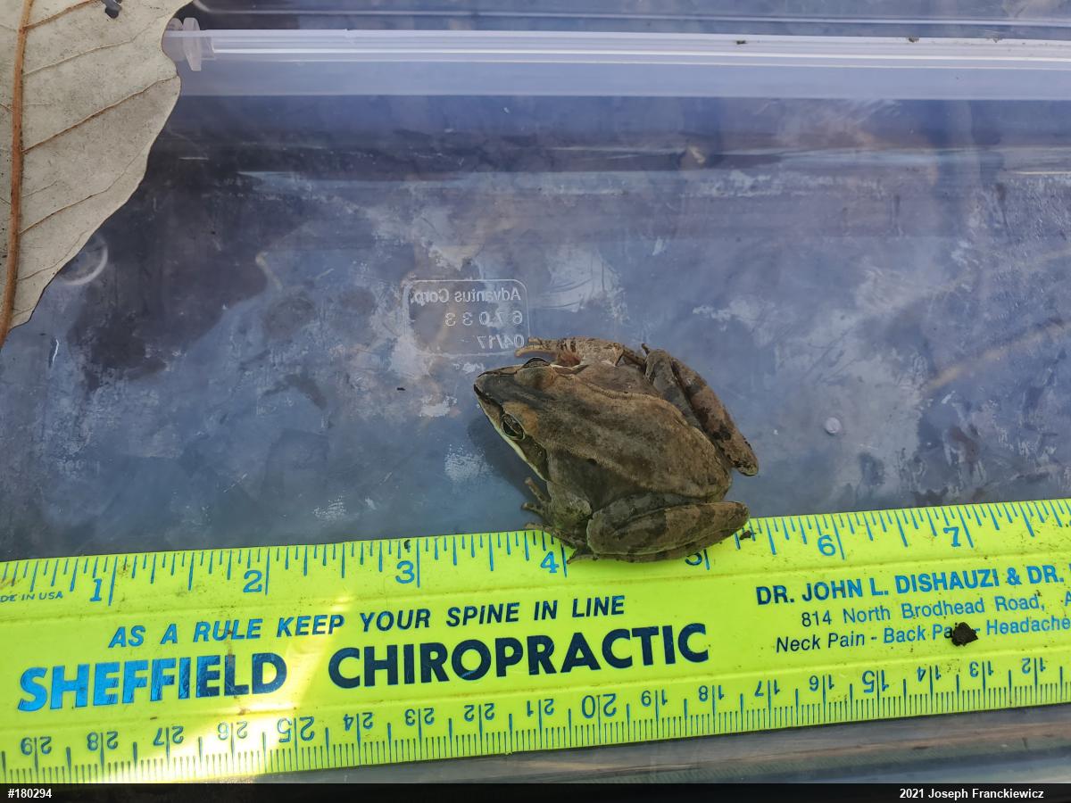 Wood Frog