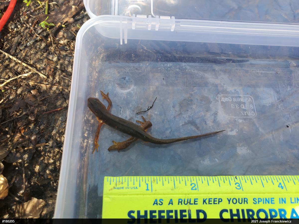 Red-spotted Newt
