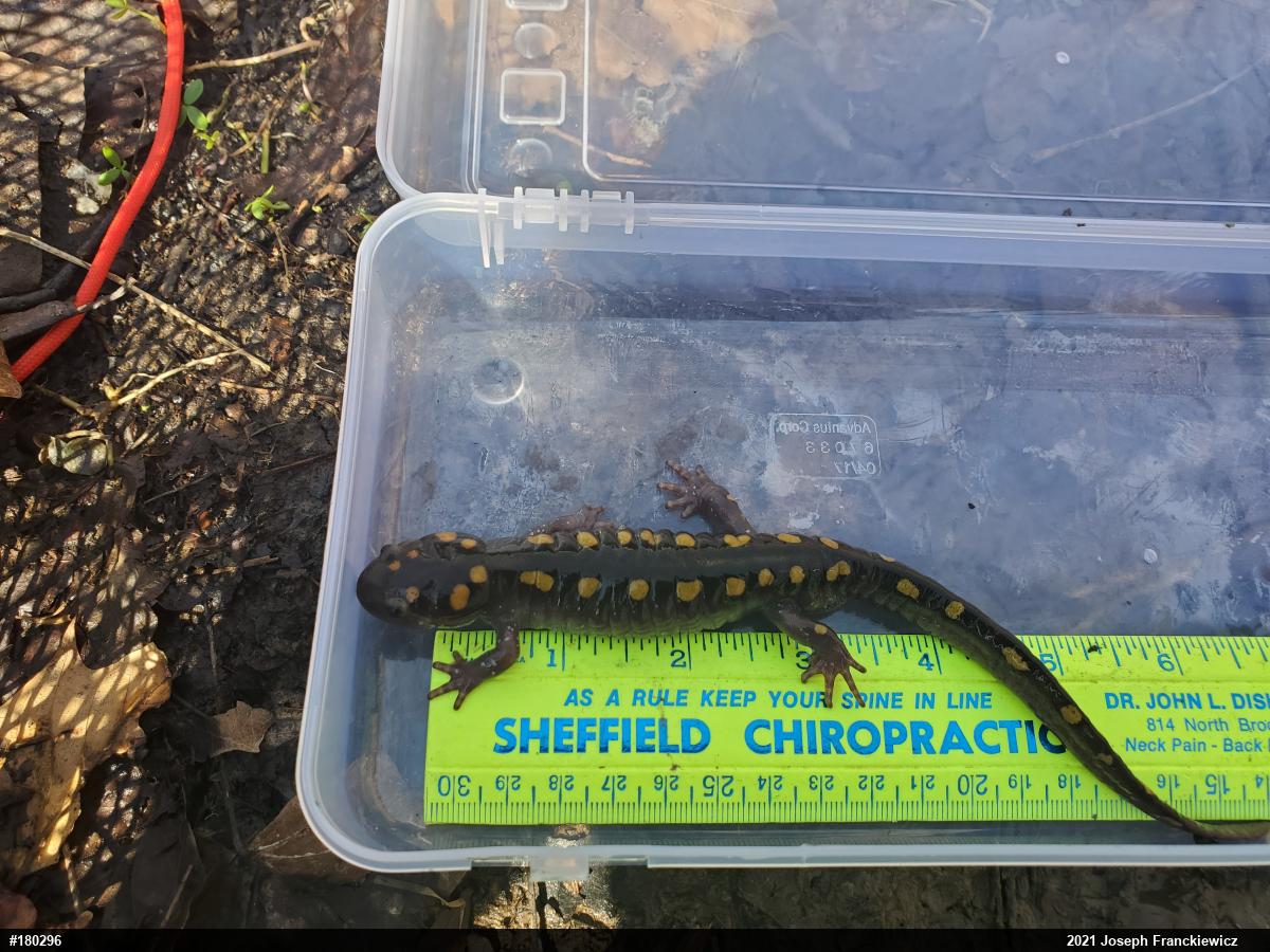 Spotted Salamander
