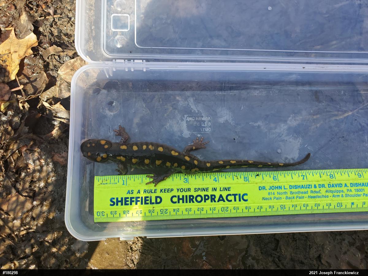 Spotted Salamander
