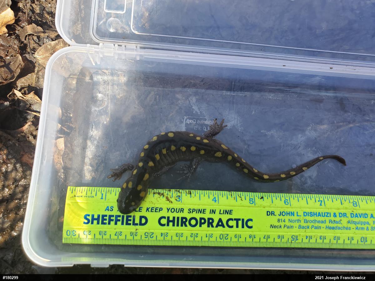 Spotted Salamander