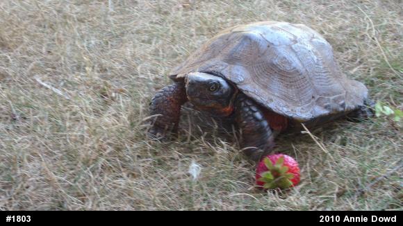 Wood Turtle