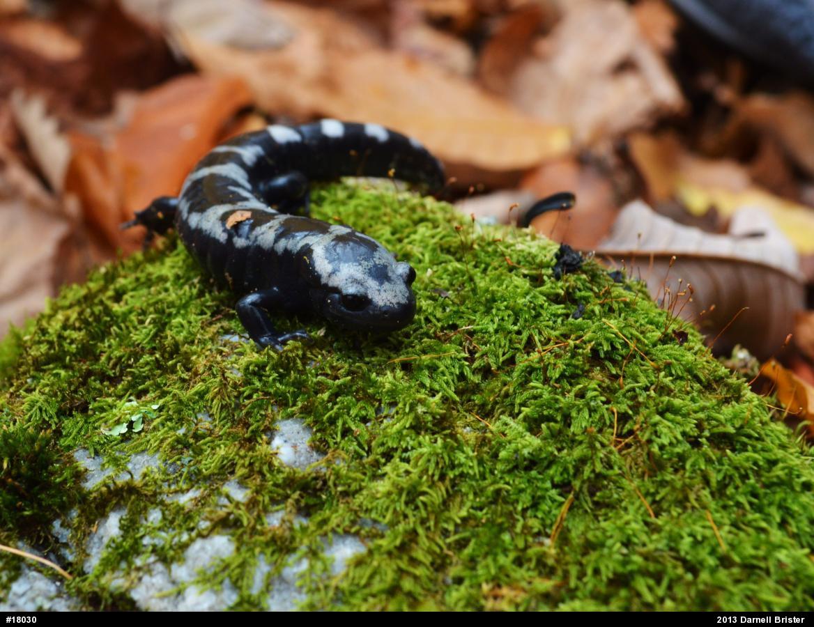 Marbled Salamander