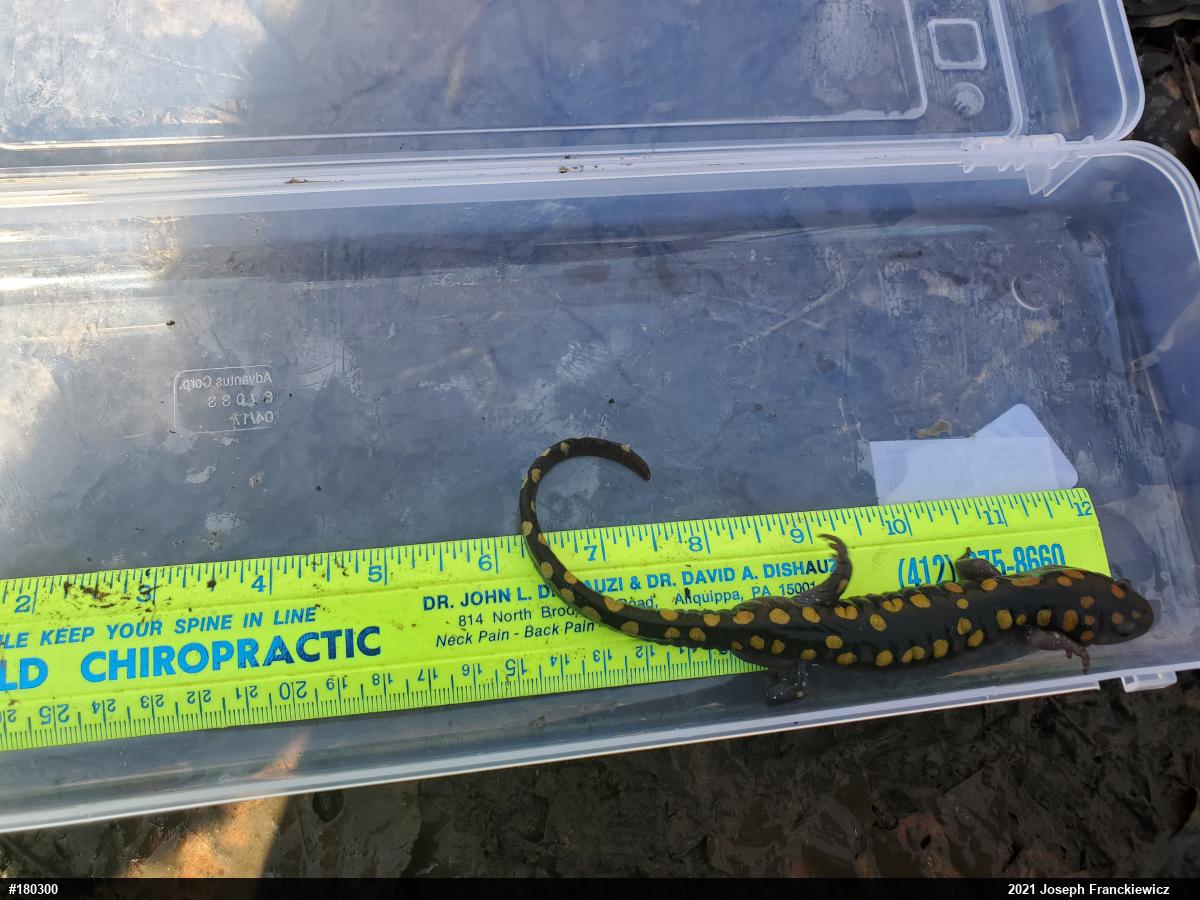 Spotted Salamander
