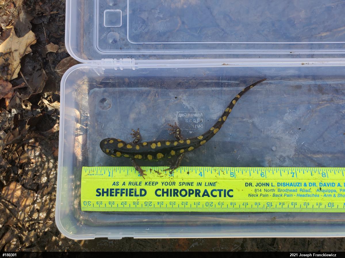 Spotted Salamander