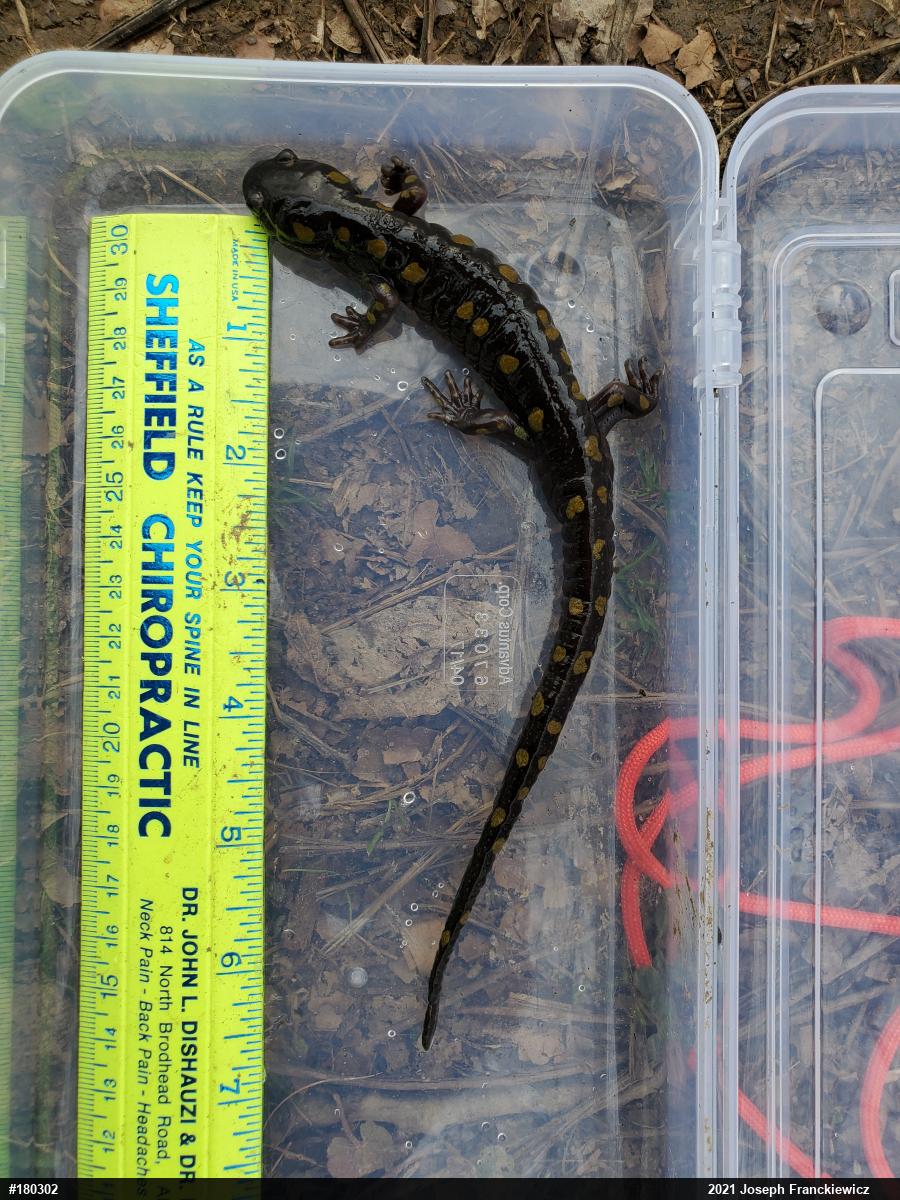 Spotted Salamander