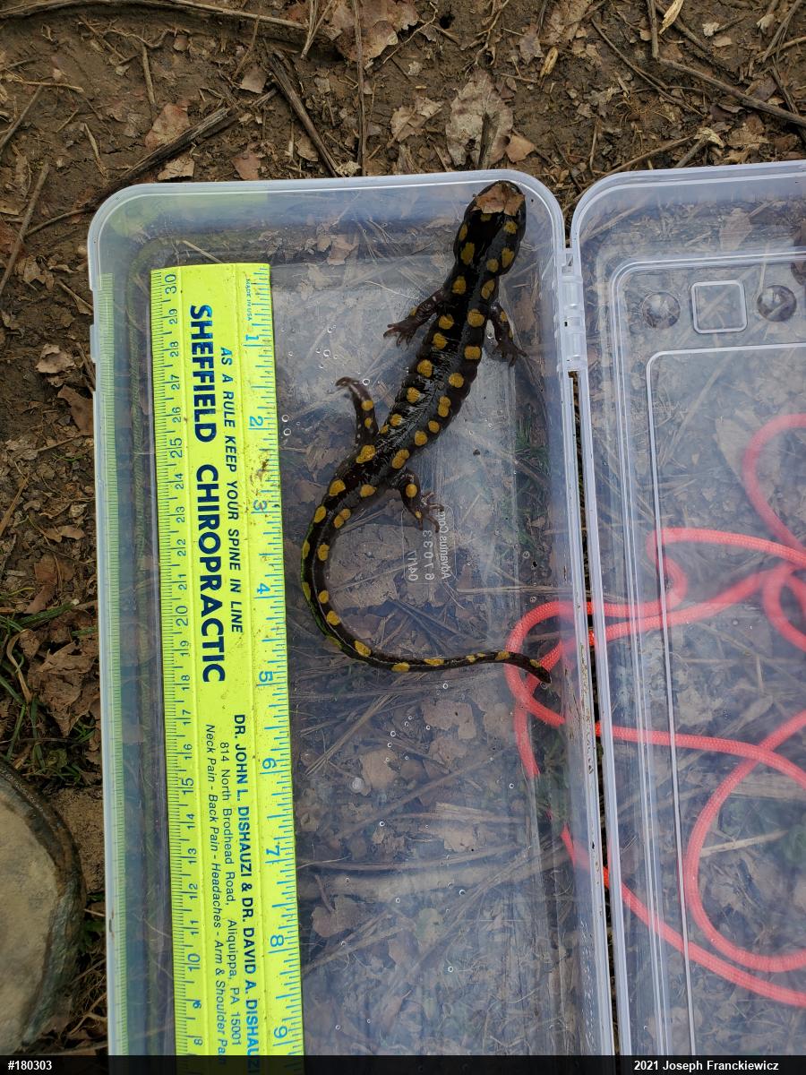 Spotted Salamander