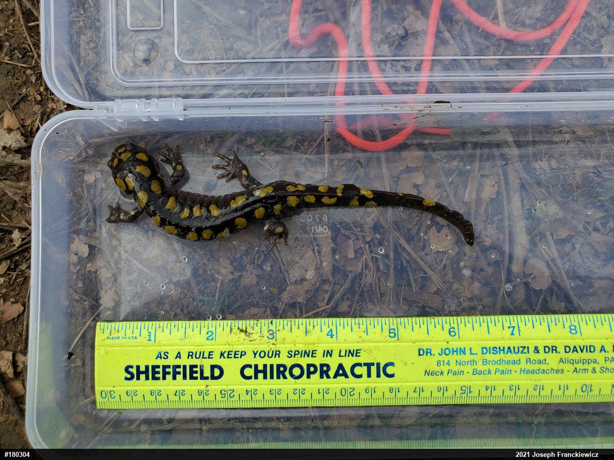 Spotted Salamander