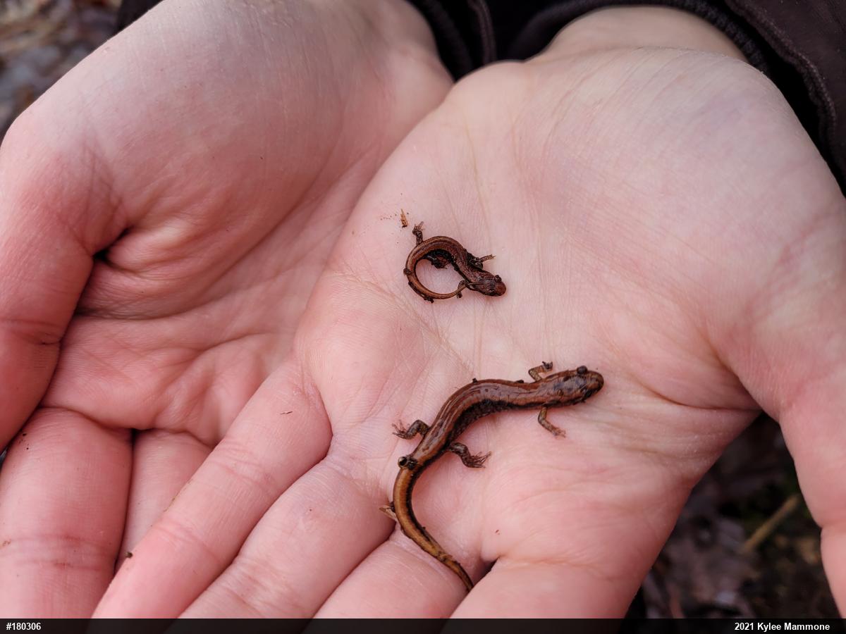 Allegheny Mountain Dusky Salamander