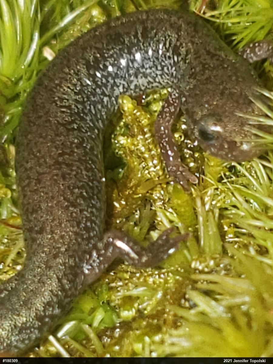 Eastern Red-backed  Salamander